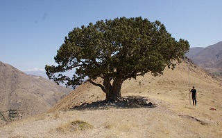 ثبت درخت ارس کهنسال روستای دگرمان درسی در فهرست میراث طبیعی ملی کشور